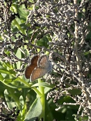 Brephidium exilis exilis