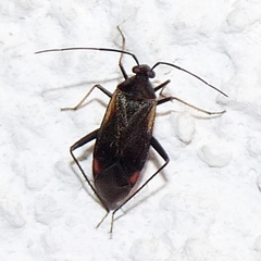 Adelphocoris seticornis