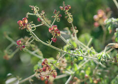 Serjania brachycarpa