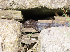 Hemorrhois hippocrepis