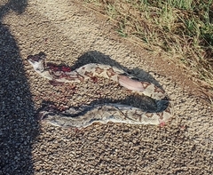 Crotalus tzabcan