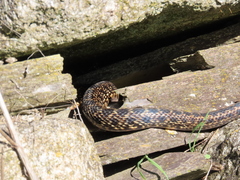 Hemorrhois hippocrepis