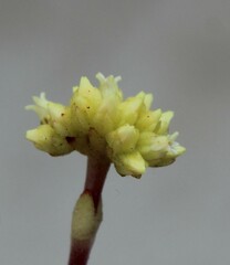 Crassula atropurpurea