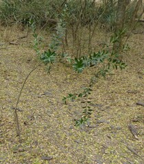Aspidosperma quebracho-blanco