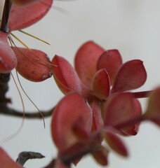 Crassula atropurpurea