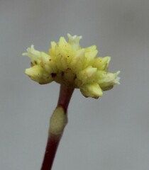 Crassula atropurpurea