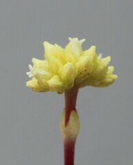 Crassula atropurpurea