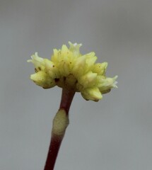 Crassula atropurpurea