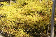 Drosera stricticaulis