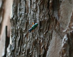 Cicindelinae