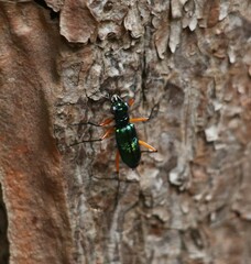 Cicindelinae