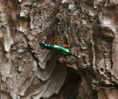 Cicindelinae