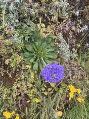 Primula glomerata