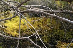 Drosera stricticaulis