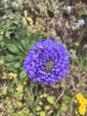 Primula glomerata