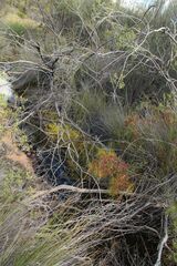 Drosera stricticaulis