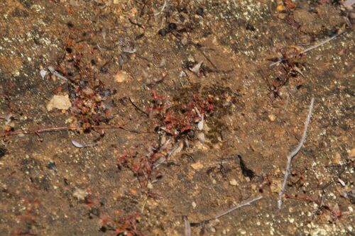 Drosera moorei