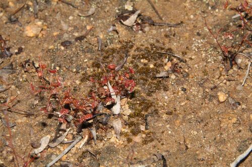 Drosera moorei
