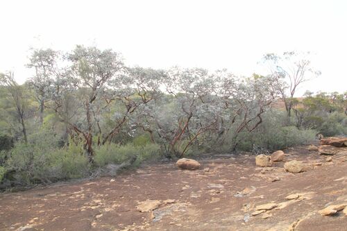 Eucalyptus crucis, photograph 4