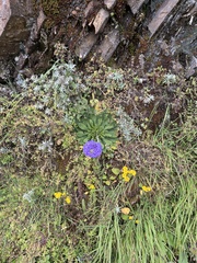 Primula glomerata