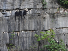 Trachypithecus leucocephalus