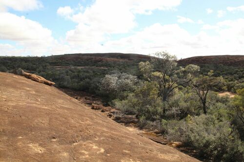 Eucalyptus crucis, photograph 2