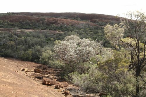Eucalyptus crucis, photograph 1