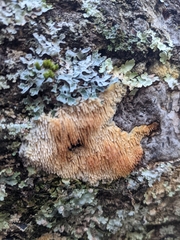 Radulomyces copelandii