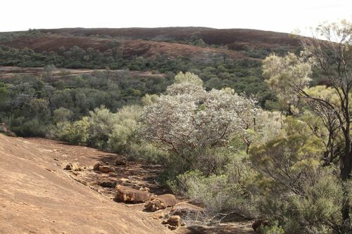 Eucalyptus crucis