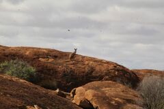 Osphranter robustus erubescens