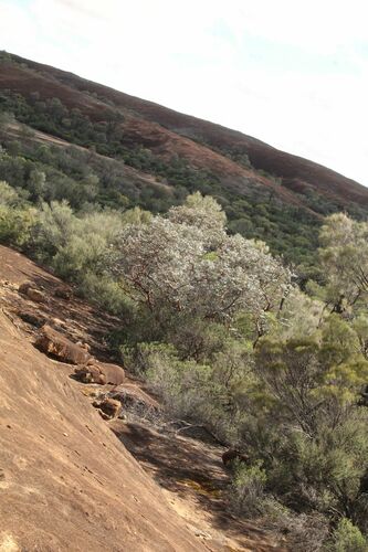 Eucalyptus crucis, photograph 3