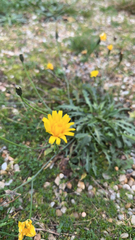 Scorzoneroides autumnalis