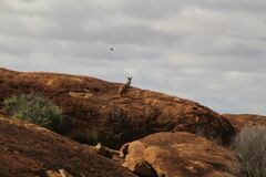 Osphranter robustus erubescens