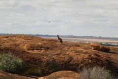 Osphranter robustus erubescens