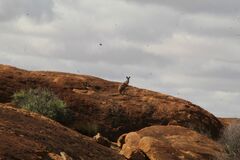 Osphranter robustus erubescens