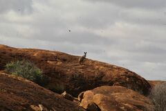 Osphranter robustus erubescens