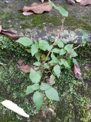 Parietaria judaica