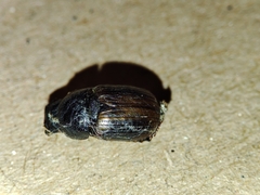 Aphodius foetidus