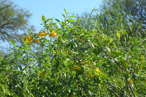 Senna pendula