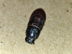 Aphodius foetidus