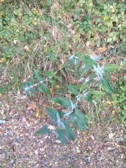 Buddleja davidii