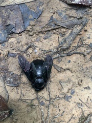 Xylocopa latipes