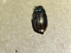 Aphodius foetidus