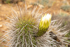 Trichocereus chiloensis litoralis