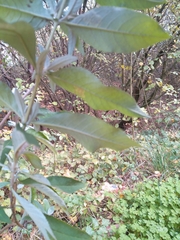 Buddleja davidii
