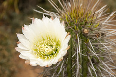 Trichocereus chiloensis litoralis