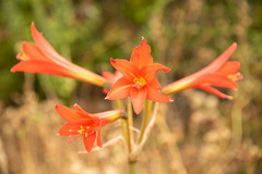 Zephyranthes phycelloides