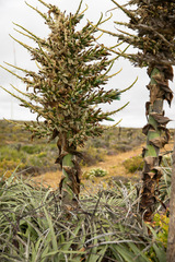 Puya alpestris