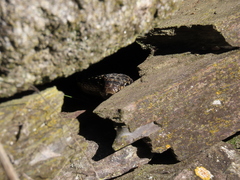 Hemorrhois hippocrepis