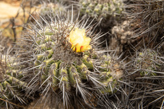 Copiapoa coquimbana